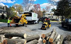 Best Tree Health Inspection  in Miles, TX
