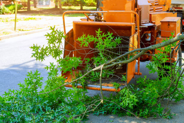 Best Arborist Consultation Services  in Miles, TX