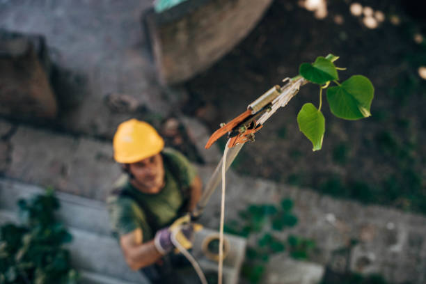 Leaf Removal in Miles, TX