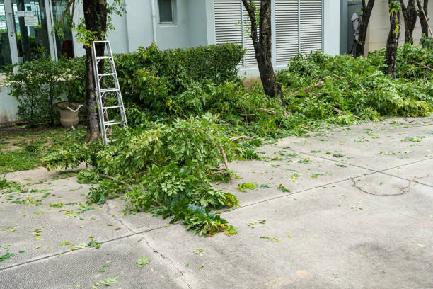 Best Lawn Drainage Solutions  in Miles, TX