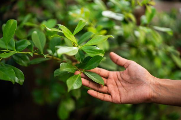 Best Tree Maintenance Programs  in Miles, TX