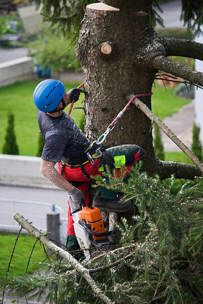 How Our Tree Care Process Works  in  Miles, TX