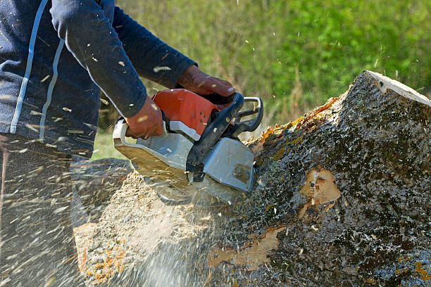 Best Palm Tree Trimming  in Miles, TX