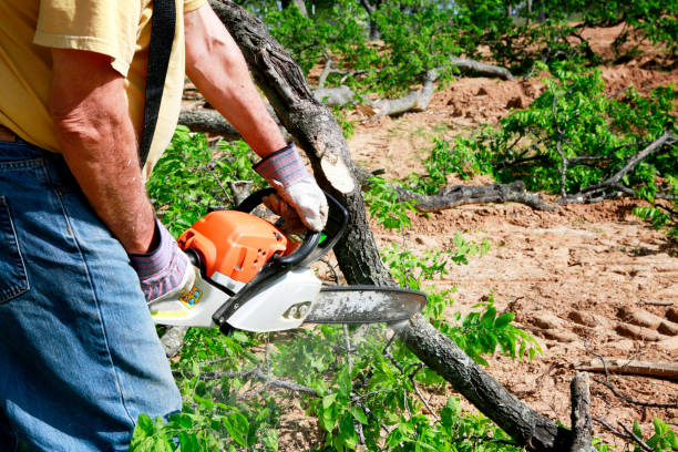 Professional Tree Services in Miles, TX